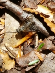 Tabanomorpha