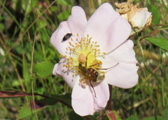 Trichiotinus affinis