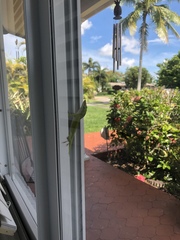 Anolis carolinensis