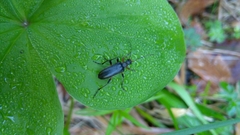 Cortodera femorata