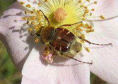 Trichiotinus affinis