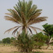 Χουρμαδιά - Photo (c) Abubakar S. Ringim, μερικά δικαιώματα διατηρούνται (CC BY-NC), uploaded by Abubakar S. Ringim
