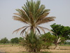 Date Palms - Photo (c) Abubakar S. Ringim, some rights reserved (CC BY-NC), uploaded by Abubakar S. Ringim