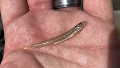 Ammocrypta vivax