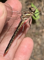 Phanogomphus spicatus