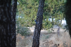 Cyanopica cooki
