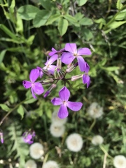 Hesperis matronalis