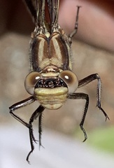 Phanogomphus spicatus