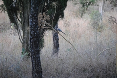 Cyanopica cooki