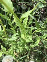 Hesperis matronalis