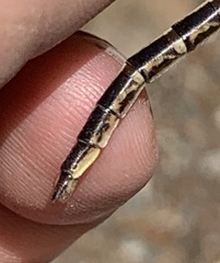 Phanogomphus spicatus