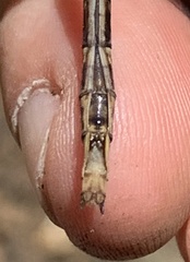 Phanogomphus spicatus