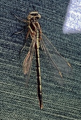 Phanogomphus spicatus