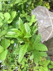 Lysimachia vulgaris