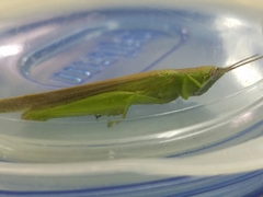 Stenacris vitreipennis