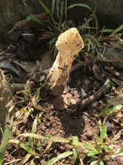 Phallus haitangensis