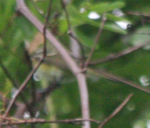 Vireo griseus