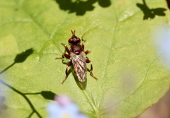 Myopa clausa