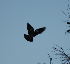 Columba palumbus