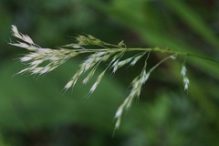 Sphenopholis pensylvanica