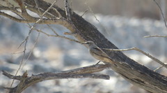 Oenanthe chrysopygia