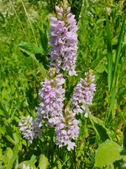 Dactylorhiza fuchsii