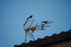 Turdus merula