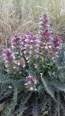 Acanthus syriacus