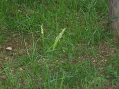 Hordeum bulbosum