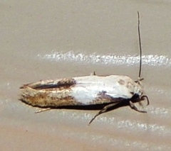 Mompha circumscriptella