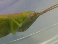 Stenacris vitreipennis