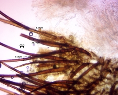 Scutellinia vitreola