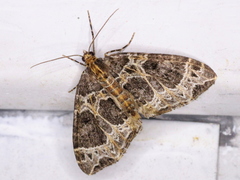 Ecliptopera silaceata