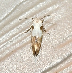 Mompha circumscriptella