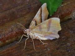 Plagodis phlogosaria