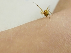 Anelosimus studiosus