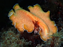 Yungia aurantiaca