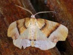 Plagodis phlogosaria