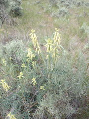 Astragalus collinus