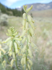Astragalus collinus