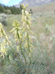 Astragalus collinus
