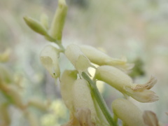 Astragalus collinus