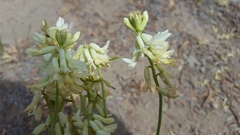 Astragalus curvicarpus