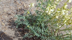 Astragalus curvicarpus