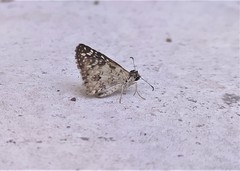 Burnsius oileus