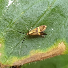 Nemophora degeerella
