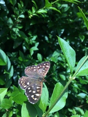 Pararge aegeria