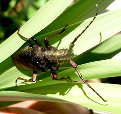 Pyrodes nitidus