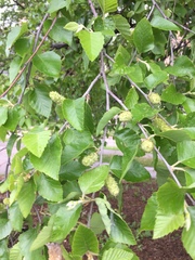 Betula nigra