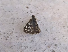 Burnsius oileus